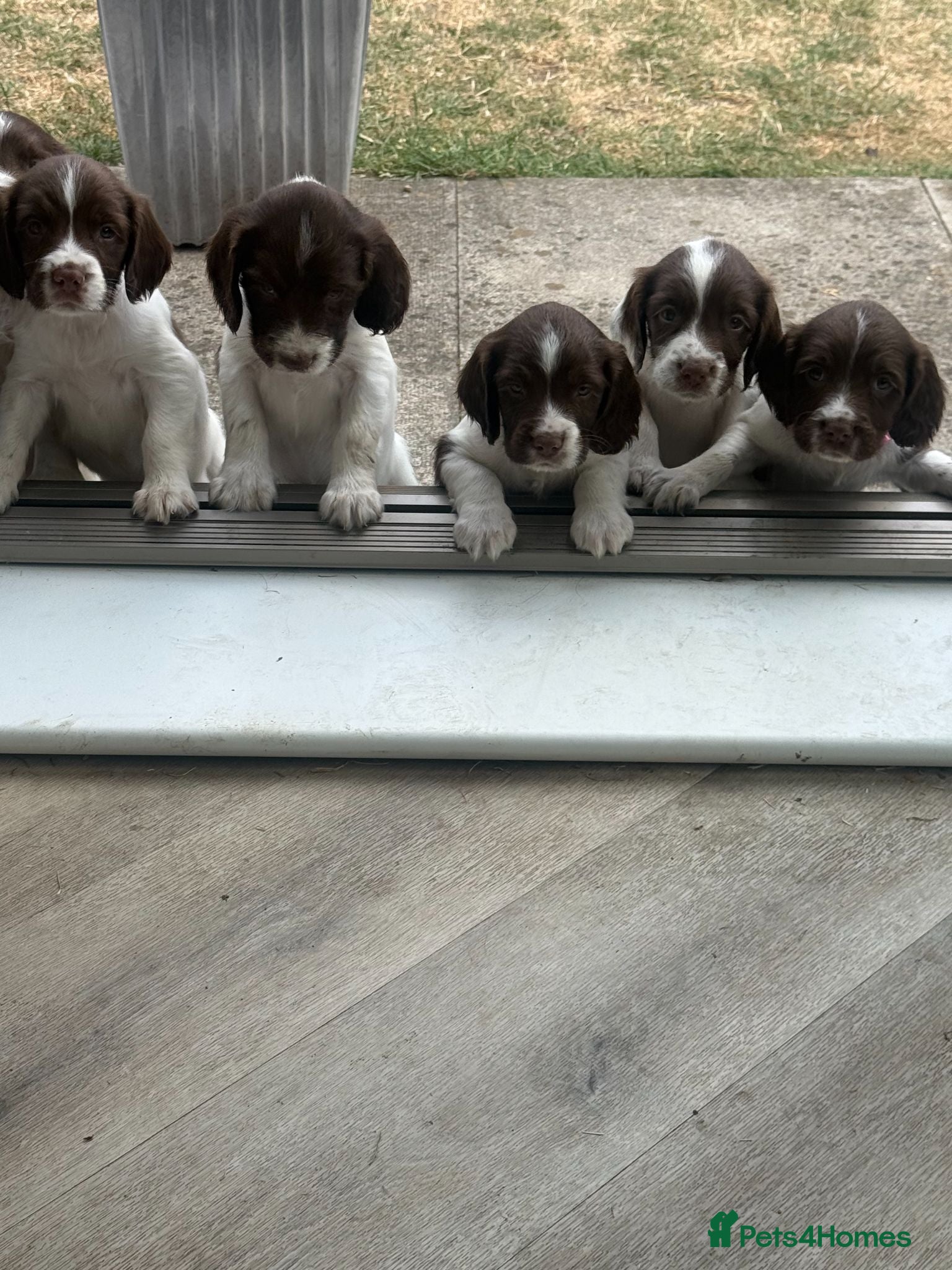 English Springer Spaniel dogs KC Registered English Springer Spaniel Puppies - Advert 2