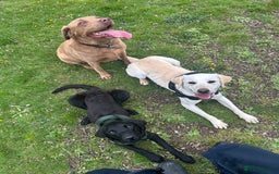 Labrador Retriever dogs for sale: 2 18month old Labrador pups for sale - Image 7