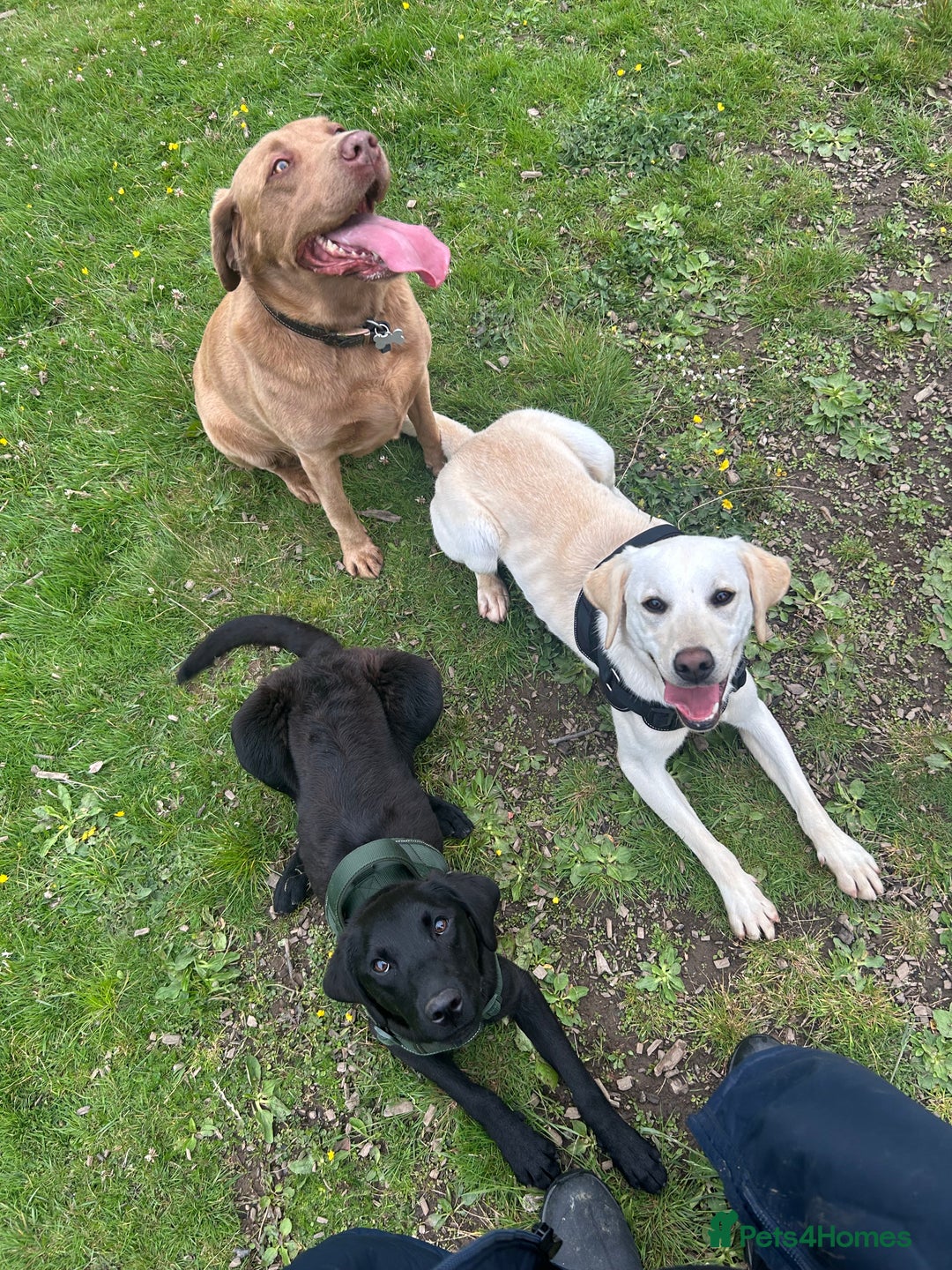 Labrador Retriever dogs for sale: 2 18month old Labrador pups for sale - Image 7