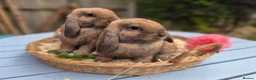 Mini Lop rabbits for sale: Two Mini lops and 4 Dwarf lops available - Advert 17