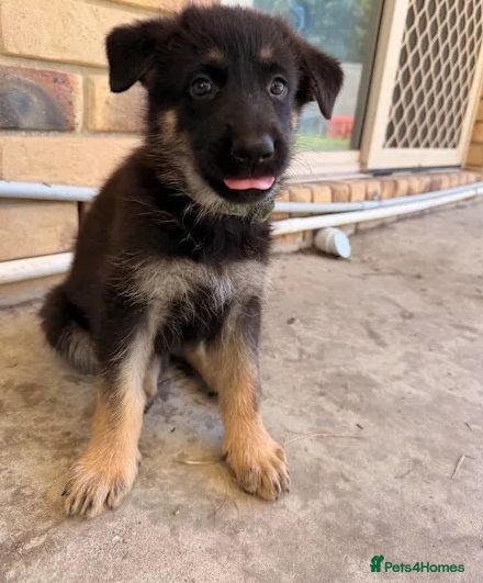German Shepherd dogs German Shepherd Puppies Ready Now For Sale - Advert 8
