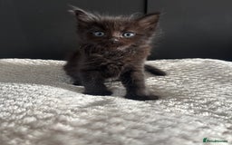 Mixed Breed cats for sale: Kittens for sale  - Image 2