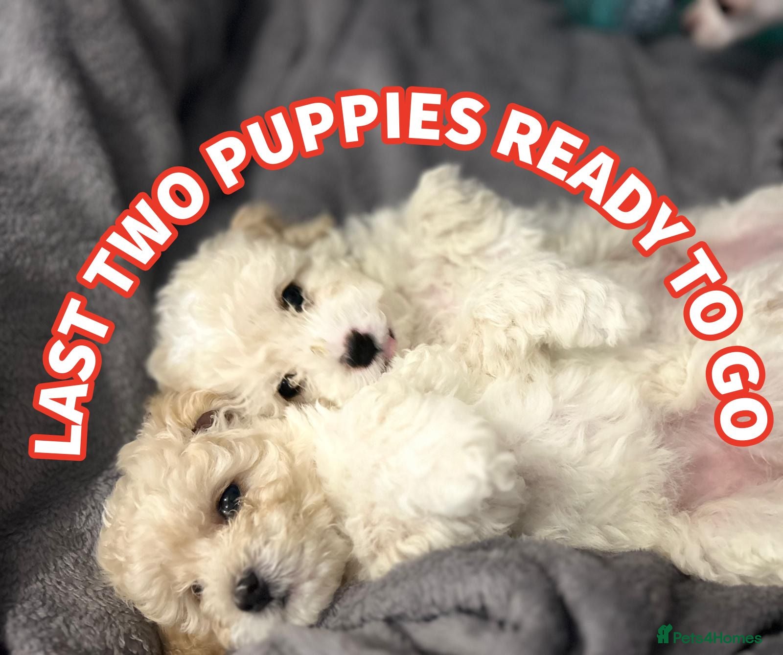 Cavapoochon dogs 🌟 Ready to leave 23rd Dec F1b cavapoochon puppies - Advert 5