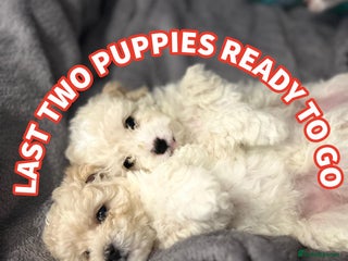Cavapoochon dogs 🌟 Ready to leave 23rd Dec F1b cavapoochon puppies - Advert 9