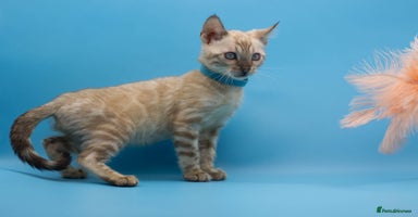 Bengal cats - Advert 13