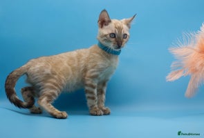 Bengal cats - Advert 13