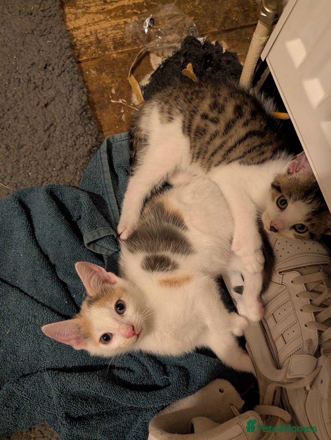 Mixed Breed cats for sale: Kittens ready to go - Advert 2