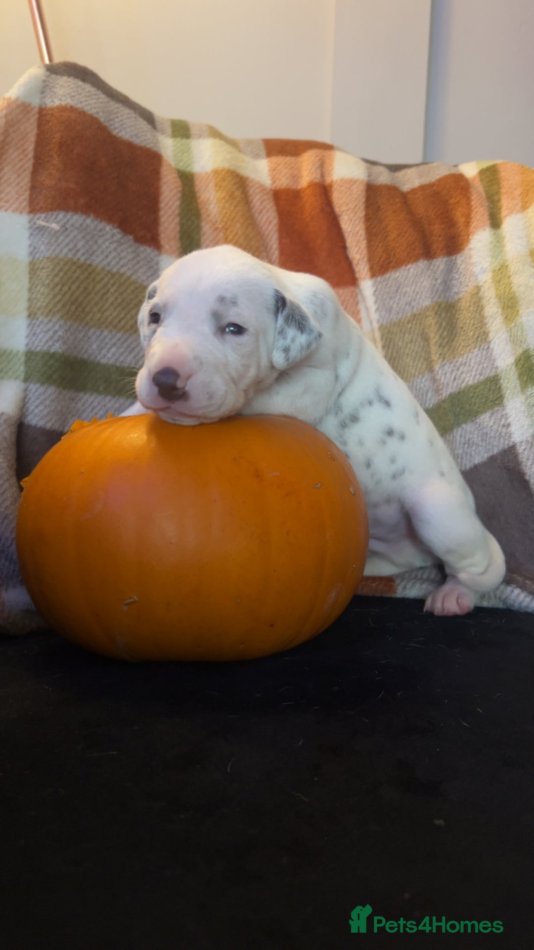 Dalmatian dogs for sale: KC Registered Dalmatian Puppies - Image 5