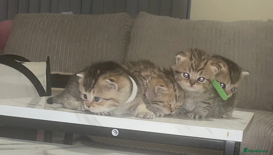 British Shorthair cats for sale: Tica bsh 😻 Golden british short hair - Advert 2