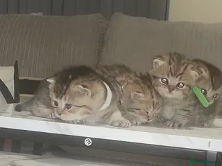 British Shorthair cats Beautiful 😻 Golden british short hair - Advert 4