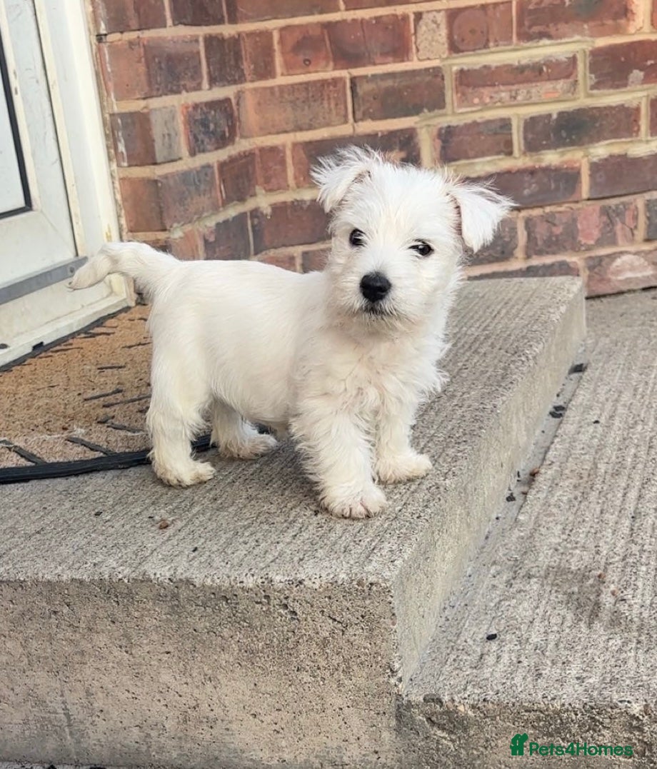West Highland Terrier dogs West highland terrier boy  - Advert 10
