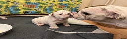 English Bulldog dogs for sale: English bulldogs - Advert 20