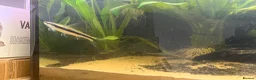Koi Carp fish for sale: True Siamese Algae Eater Fish (Approx 6”) in Eastbourne - Advert 6