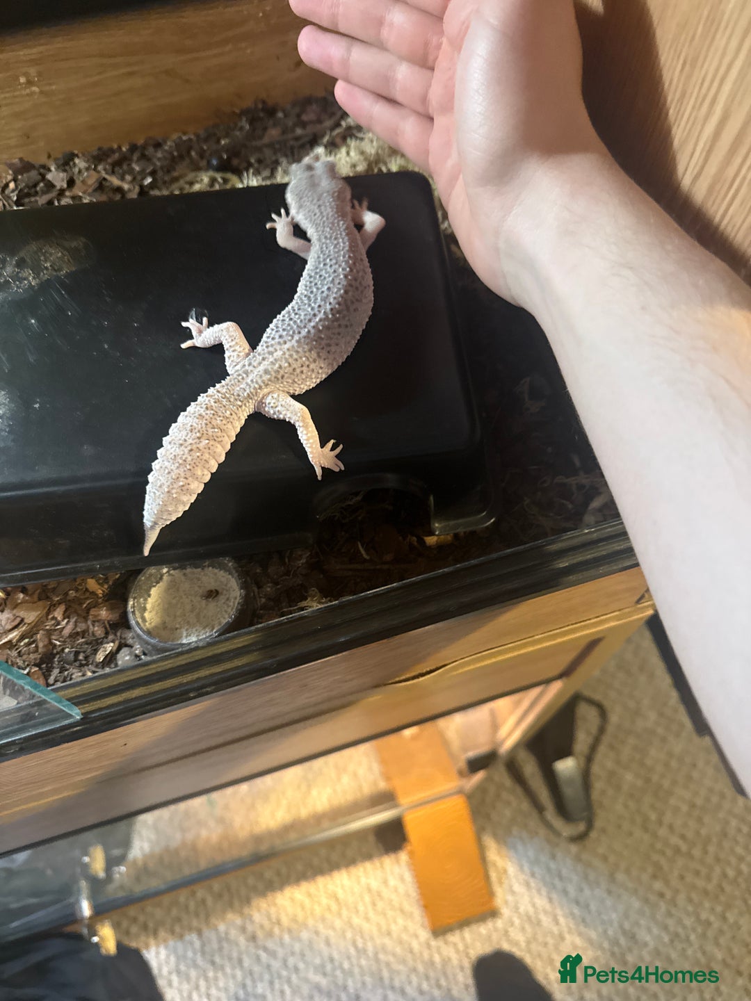 Leopard Gecko reptiles for sale:  female Total eclipse (proven) - Advert 2