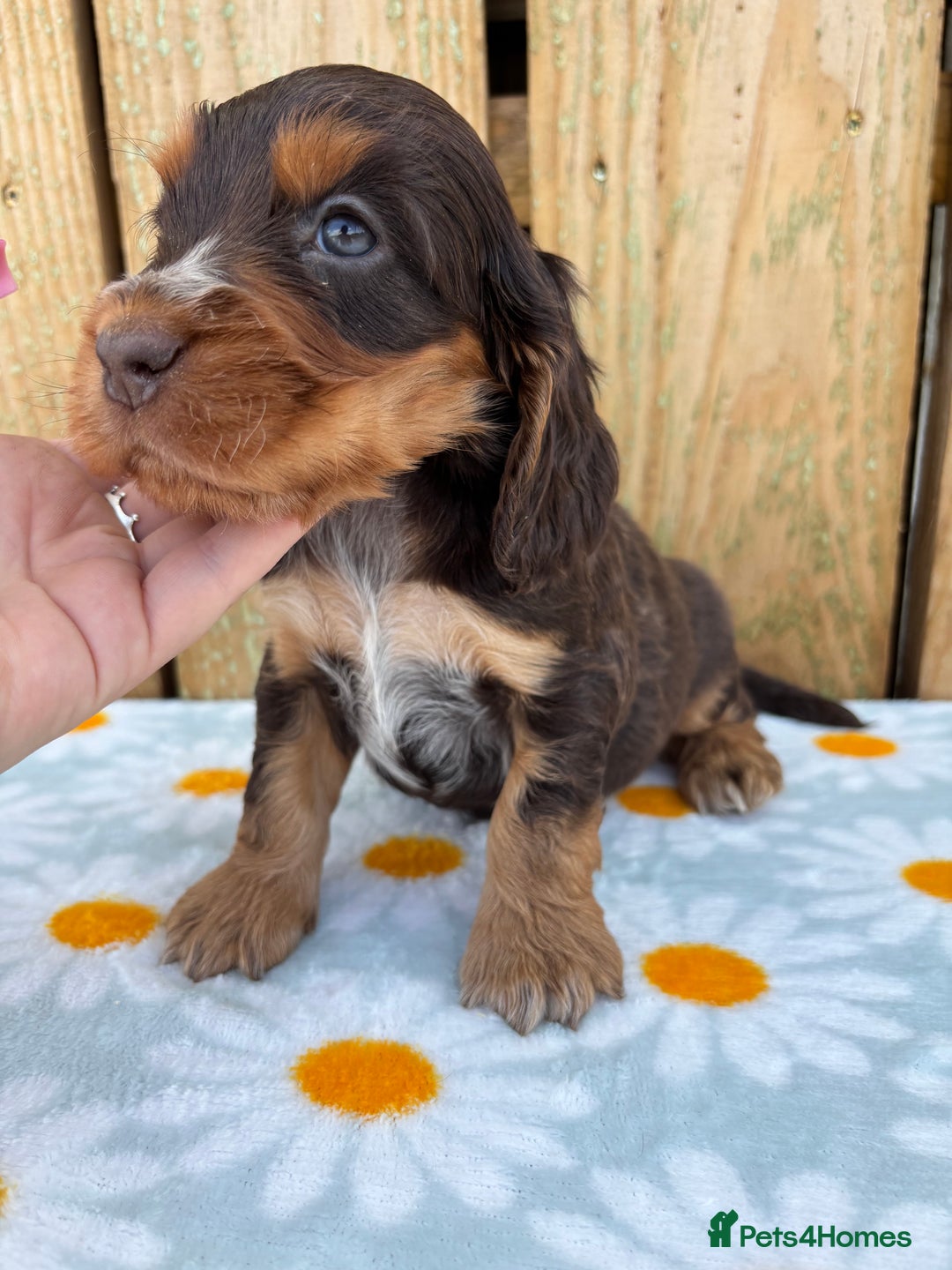 Cocker Spaniel dogs for sale: Ready 30th august import lines  - Image 34
