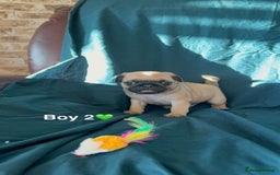 Pug dogs for sale: Stunning Fawn Pug KC Registered Litter - Image 4