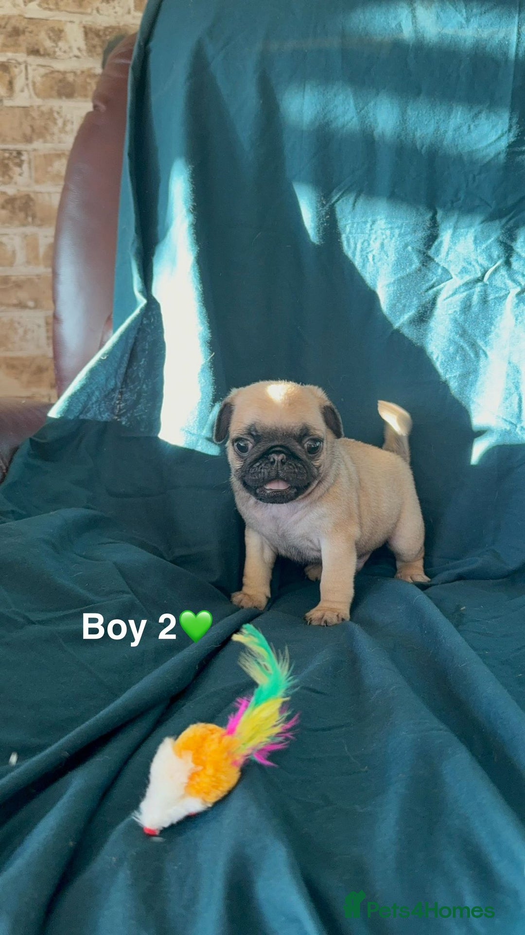 Pug dogs for sale: Stunning Fawn Pug KC Registered Litter - Image 4