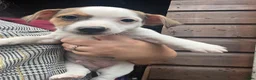 Jack Russell dogs for sale: Jack Russells puppy's  - Advert 6