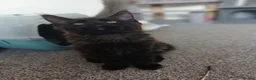 Maine Coon cats for sale: Maine coon kittens(pure breed) - Advert 12