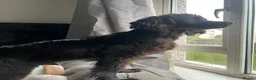 Cocker Spaniel dogs for sale: Cosmic (Cocker Spaniel 11 Months Old) - Advert 3