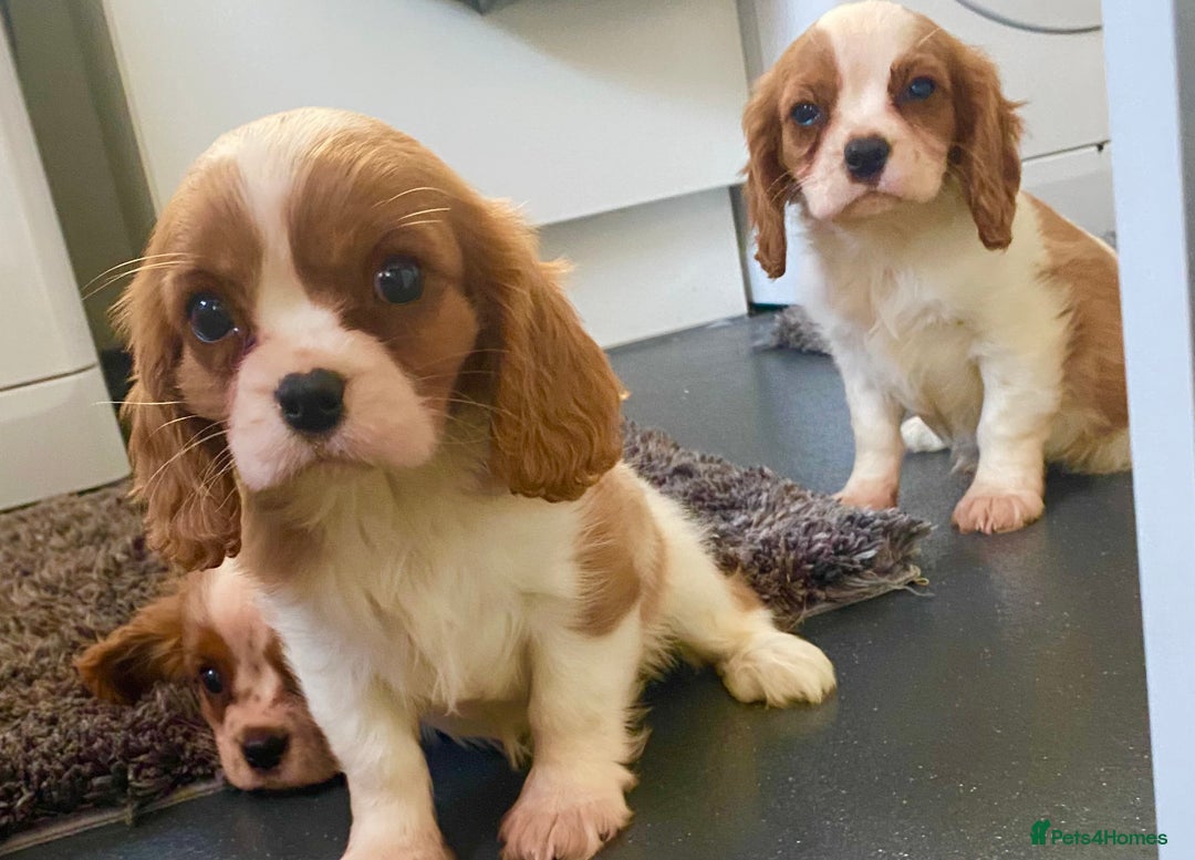 Cavalier King Charles Spaniel dogs for sale: Beautiful litter of King Charles Cavaliers - Image 15