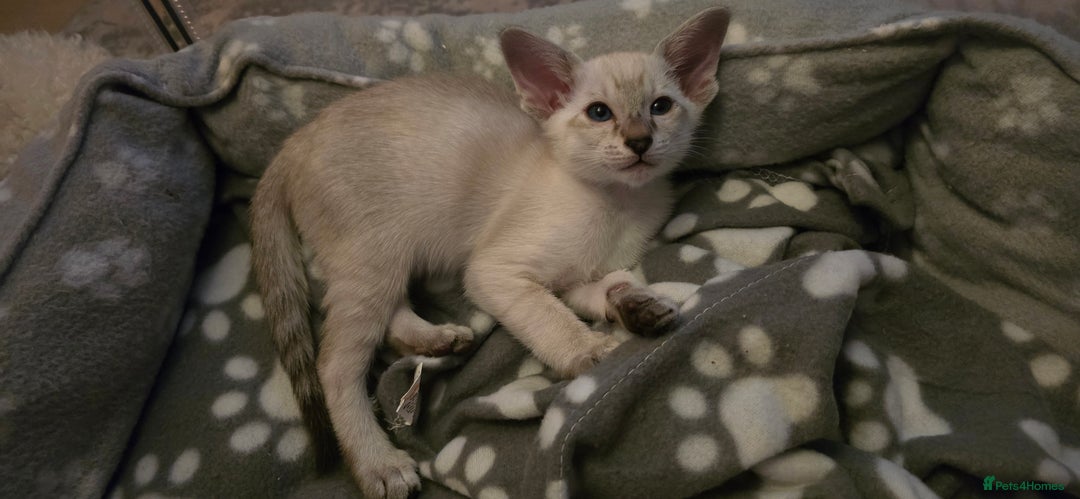 Siamese cats for sale: Seal Tabby Point Siamese - Image 2