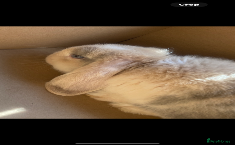Mini Lop rabbits - Advert 5