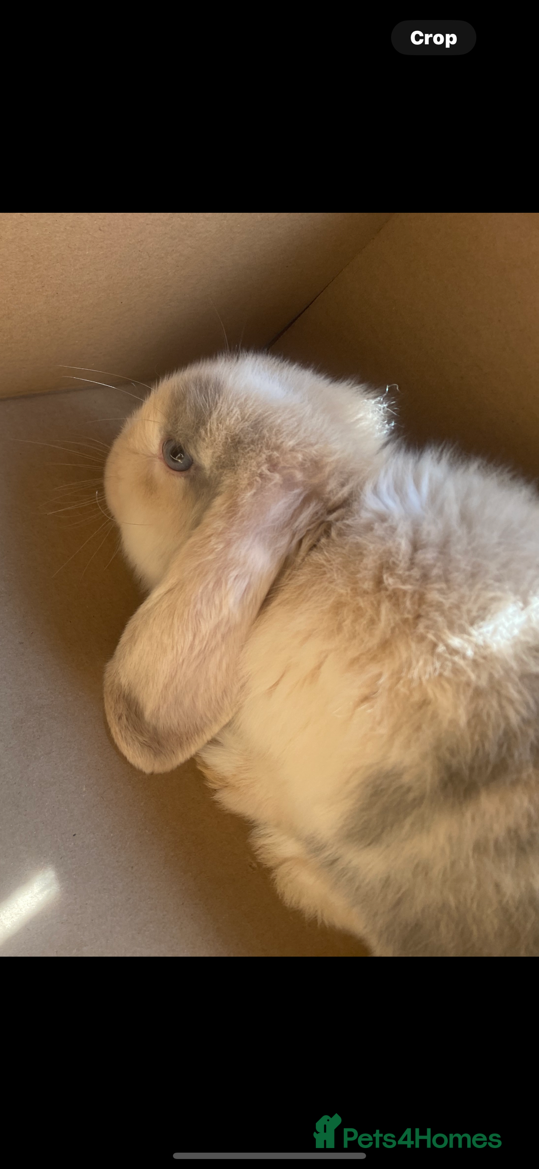 Mini Lop rabbits for sale: Girl rabbit mini lop  - Image 1