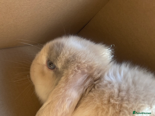 Mini Lop rabbits - Advert 33