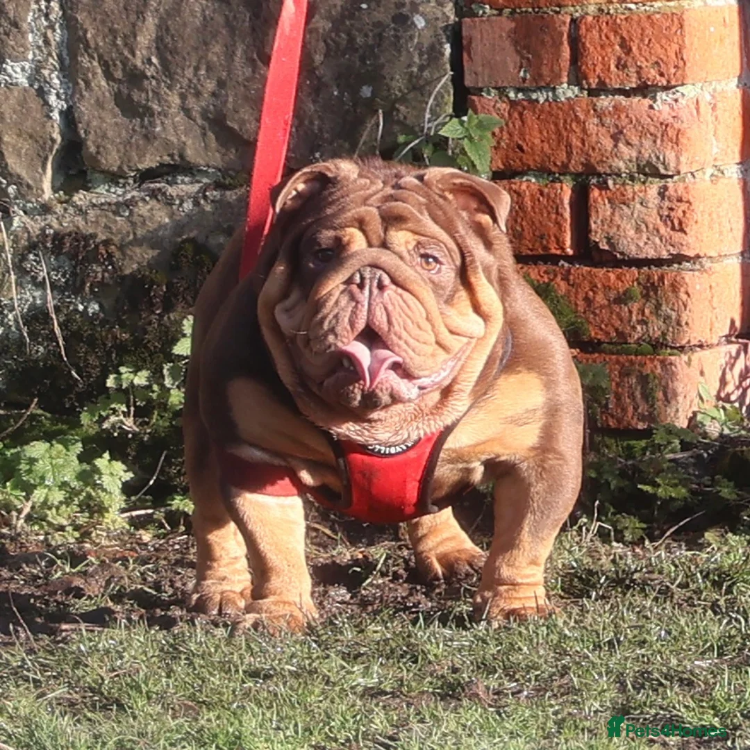 English Bulldog dogs for stud: ⭐️ THE GRUFFALO ⭐️ - Advert 2