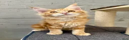 Maine Coon cats for sale: TICA Pedigree Massive Red Kittens - Advert 30