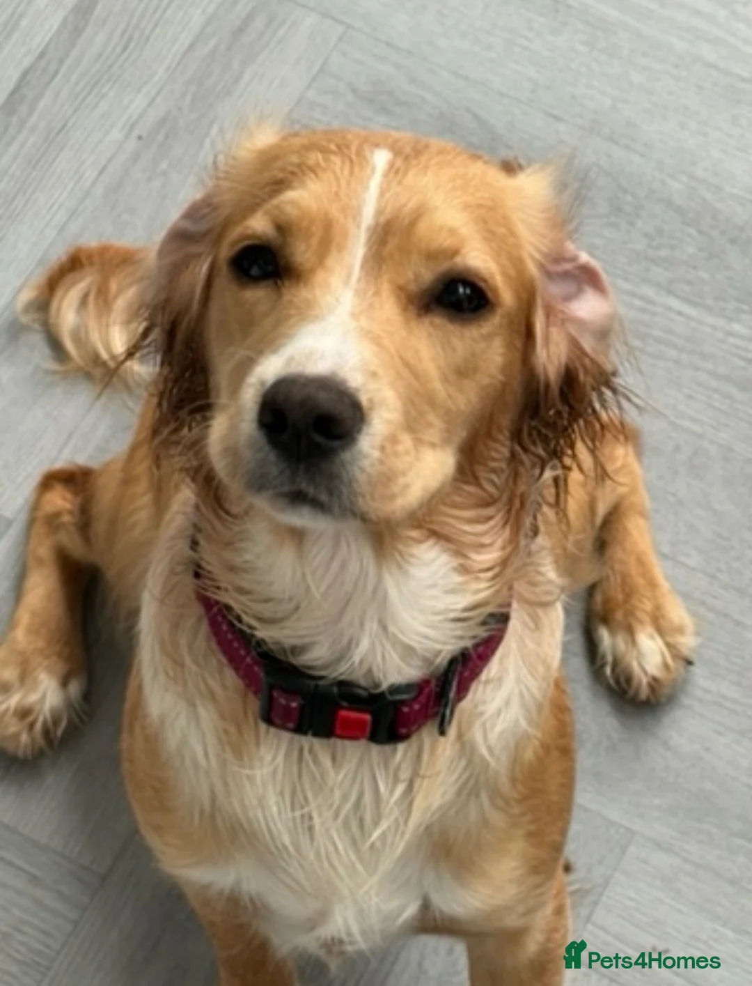 Cocker Spaniel dogs for sale: Working cocker spaniel  in Ellesmere Port - Advert 5
