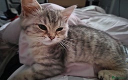 British Shorthair cats for sale: Gorgeous kitten - Image 5