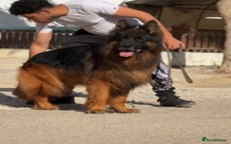 German Shepherd dogs for sale: Purebred German Shepherd Puppies for Sale 🐾 - Image 8