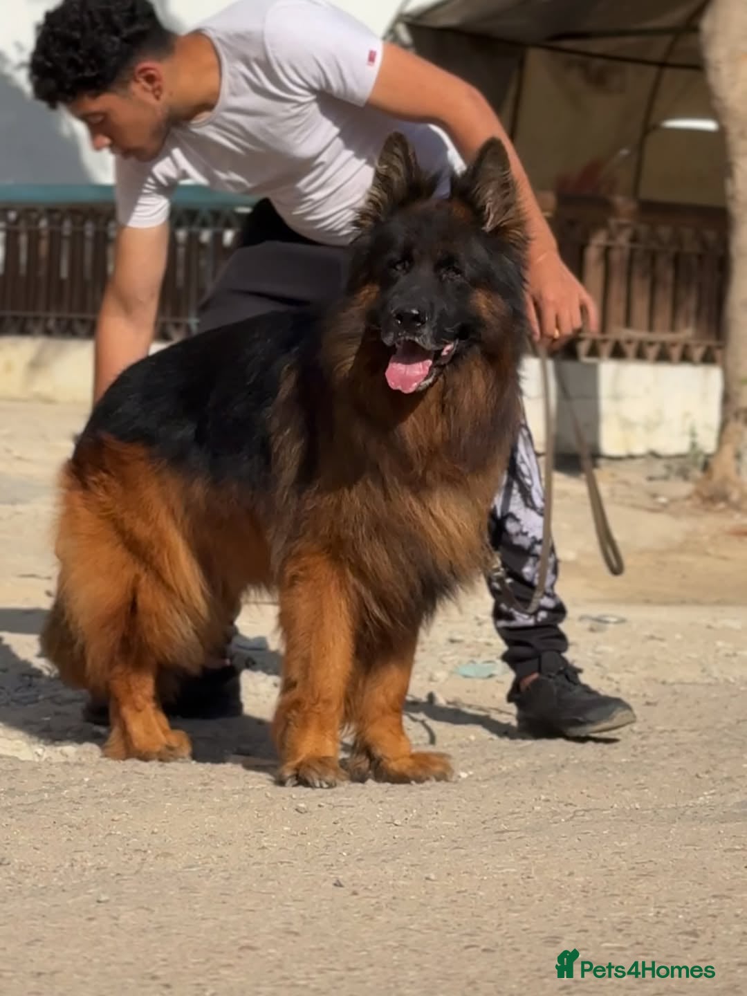 German Shepherd dogs for sale: Purebred German Shepherd Puppies for Sale 🐾 - Image 8