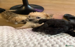 Mixed Breed dogs for sale: Lovely Poppies in Bexleyheath  - Image 4