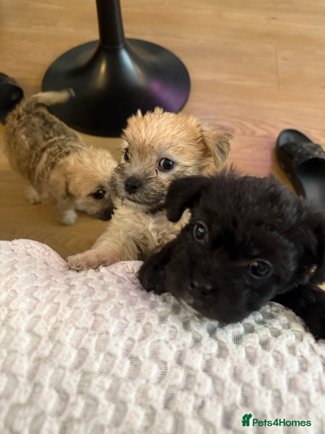 Mixed Breed dogs for sale: Lovely Poppies in Bexleyheath  - Image 4