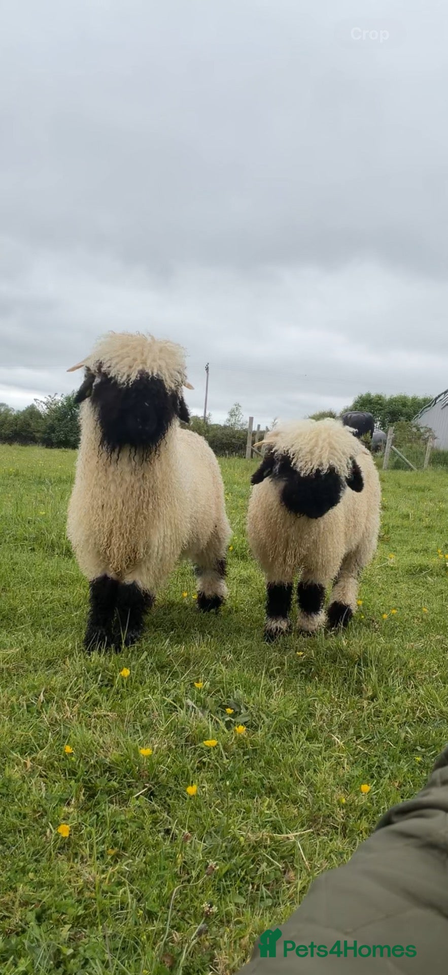 Sheep livestock Valais Blacknose Twins - friendly and sweet  - Advert 1