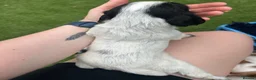 Sprocker dogs for sale: 3/4 cocker 1/4 springer pups  - Advert 18