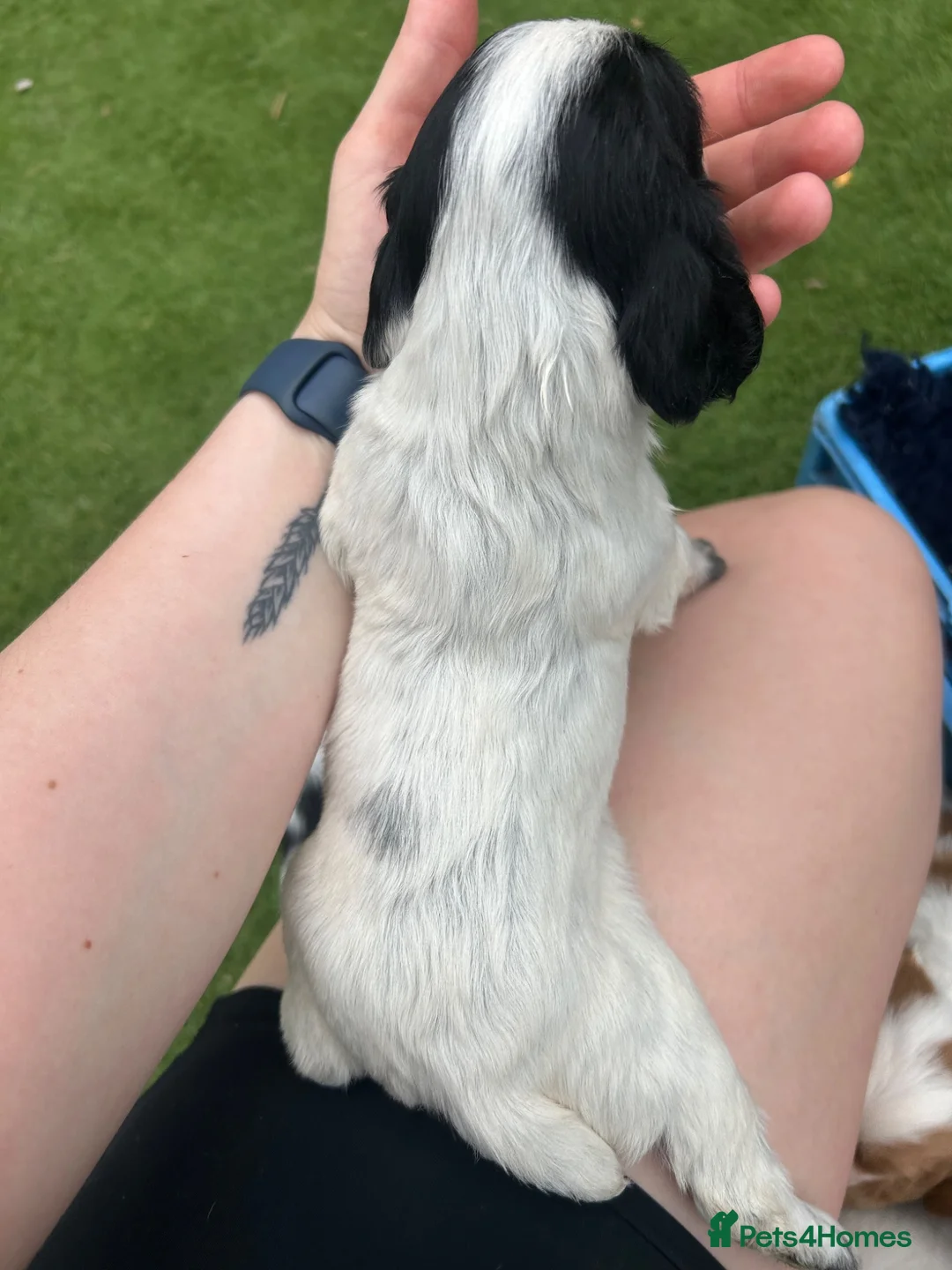 Sprocker dogs for sale: 3/4 cocker 1/4 springer pups  - Advert 18