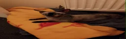 Sphynx cats for sale: 5 canadian sphynx girl kittens  - Advert 2