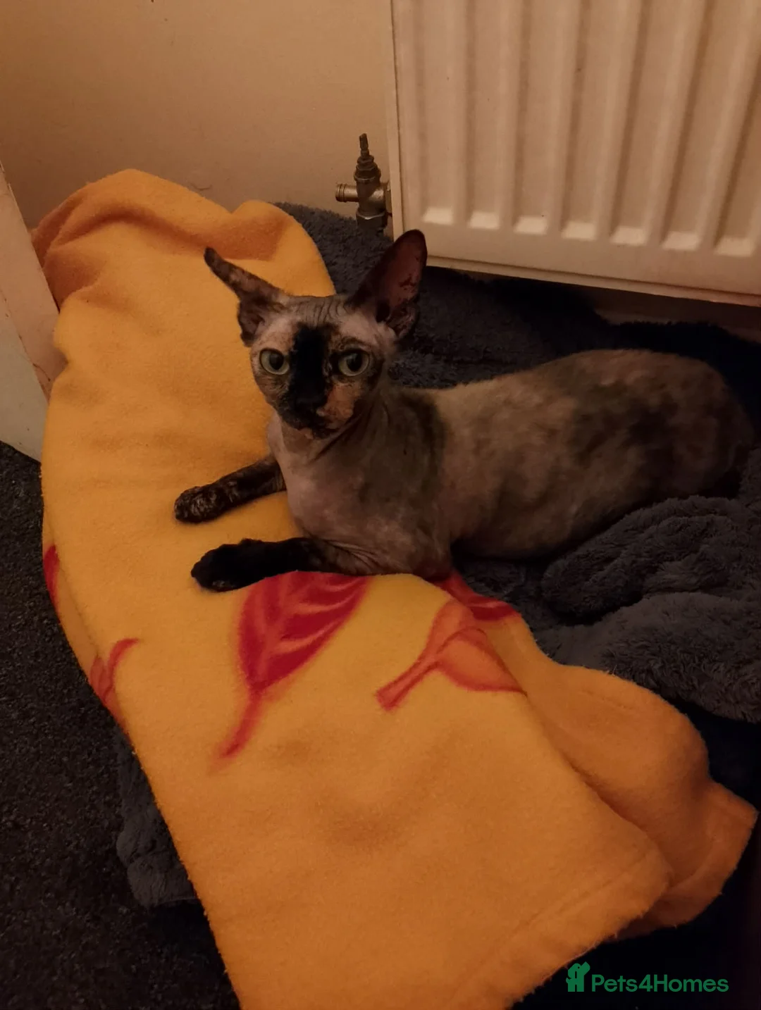 Sphynx cats for sale: 5 canadian sphynx girl kittens  - Advert 2