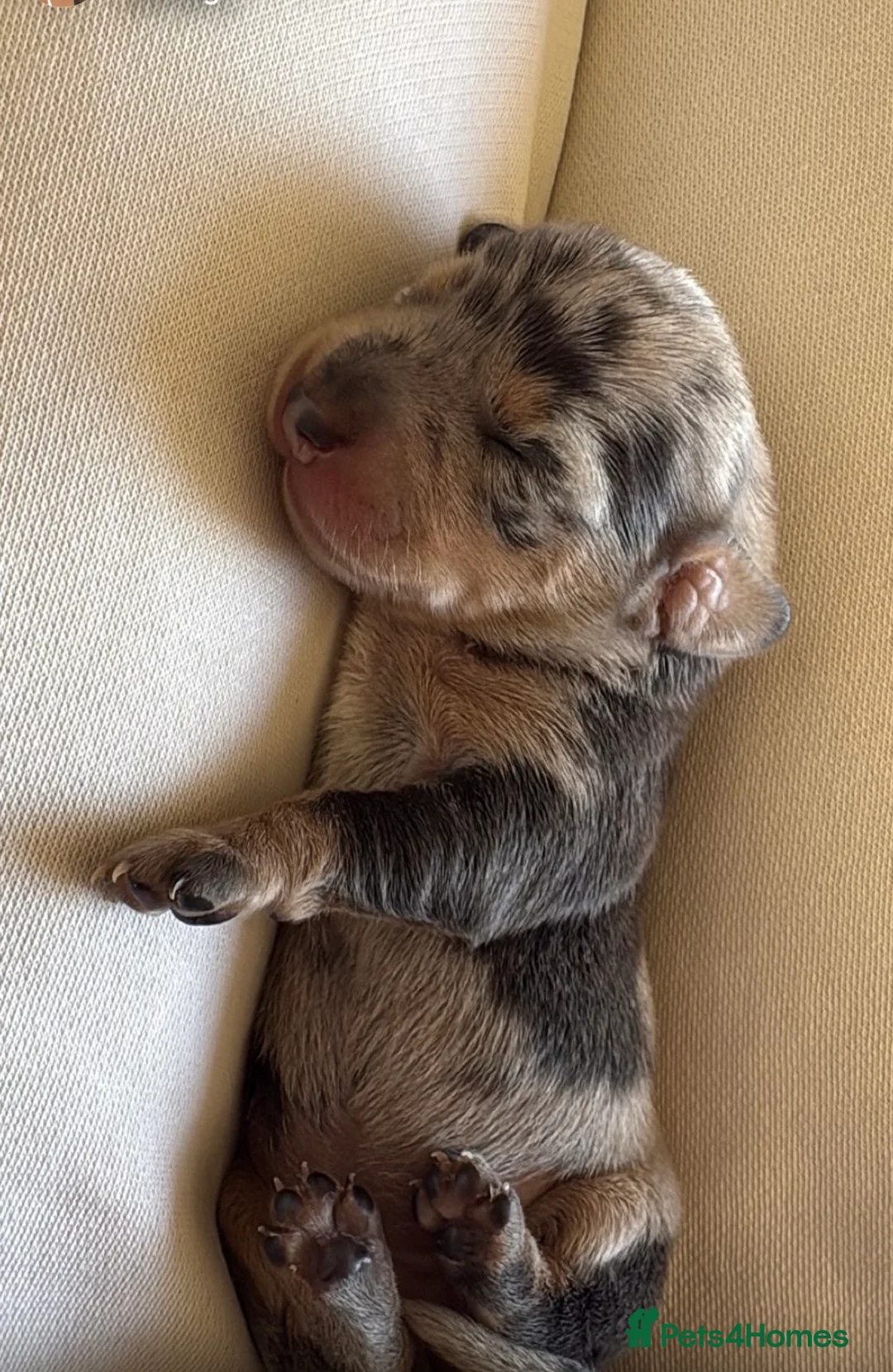 Miniature Dachshund dogs for sale: KC Registered miniature dachshund puppies  in Wrexham - Advert 2