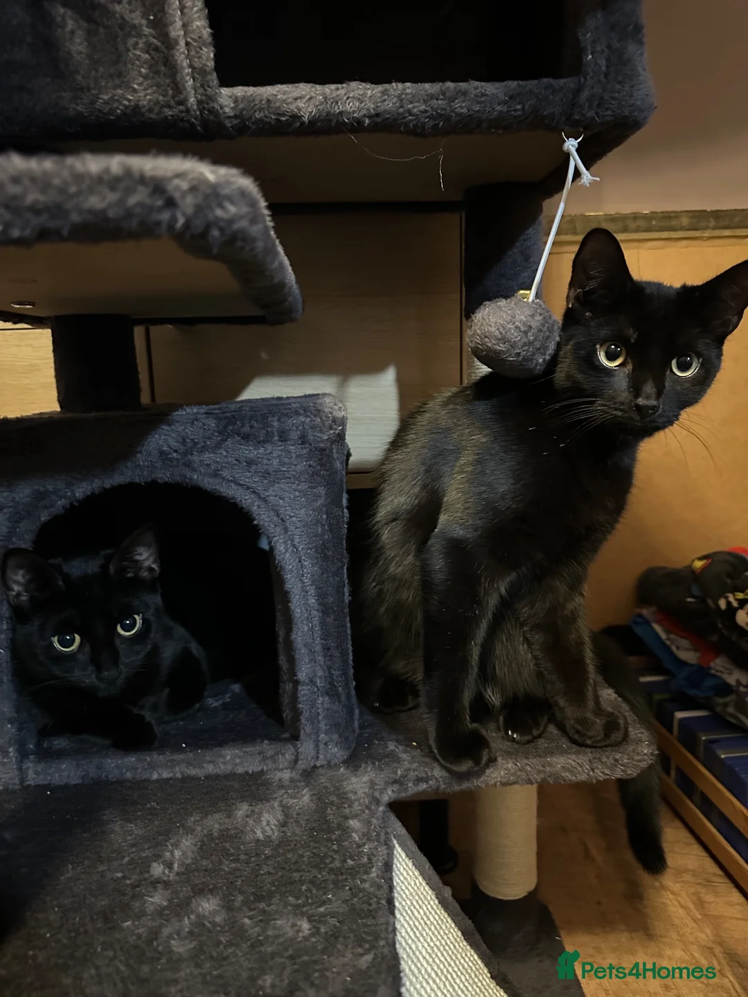British Shorthair cats for sale: Two black Cats.  - Advert 2