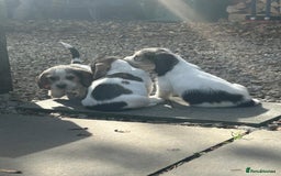 Basset Griffon Vendeen dogs for sale: Griffon petit basset Vendeen tricolor  - Image 9