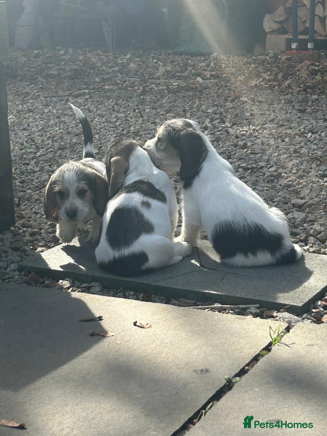 Basset Griffon Vendeen dogs for sale: Griffon petit basset Vendeen tricolor  - Image 9