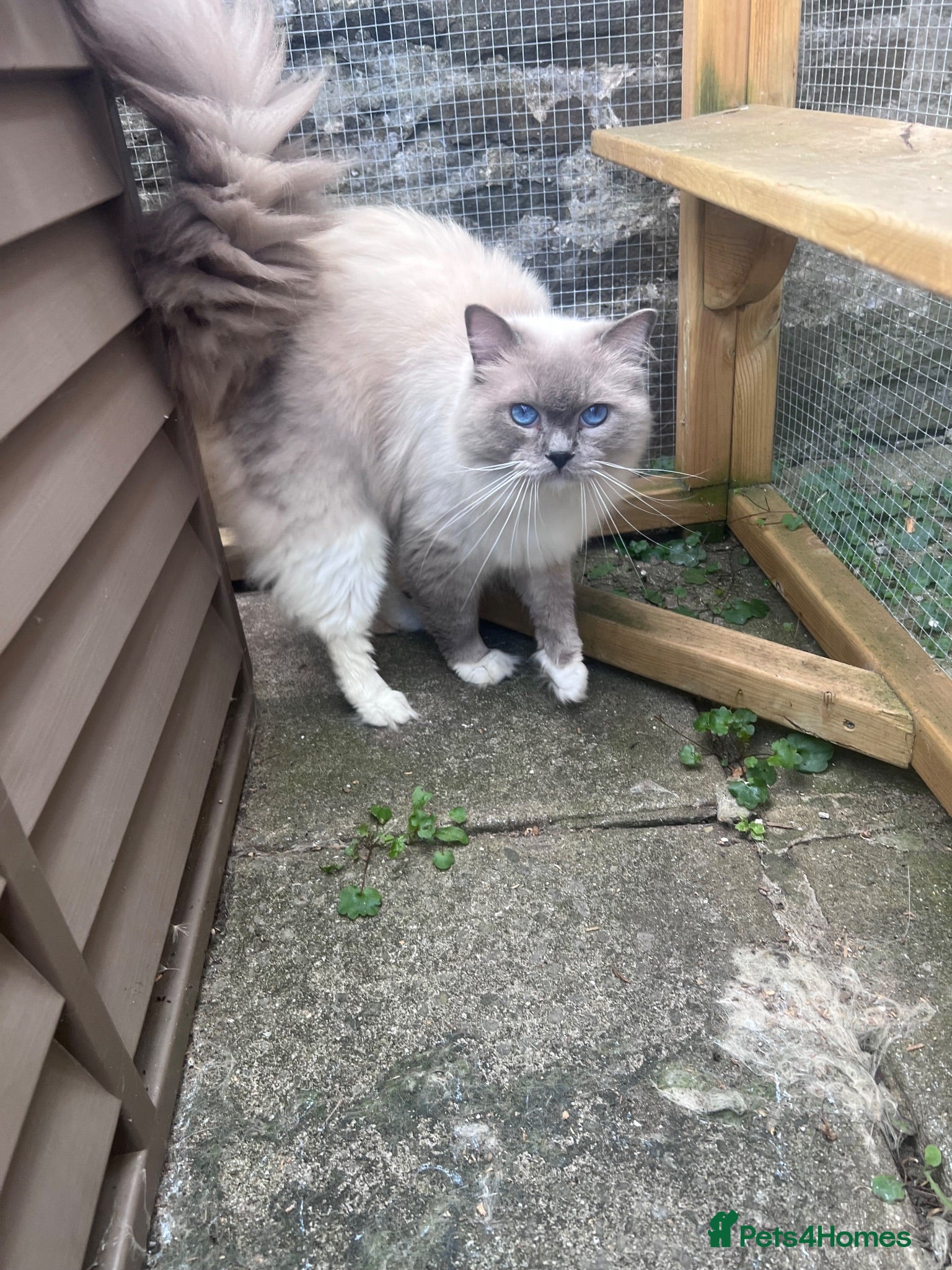 Ragdoll cats Mr Cloudd - Advert 10