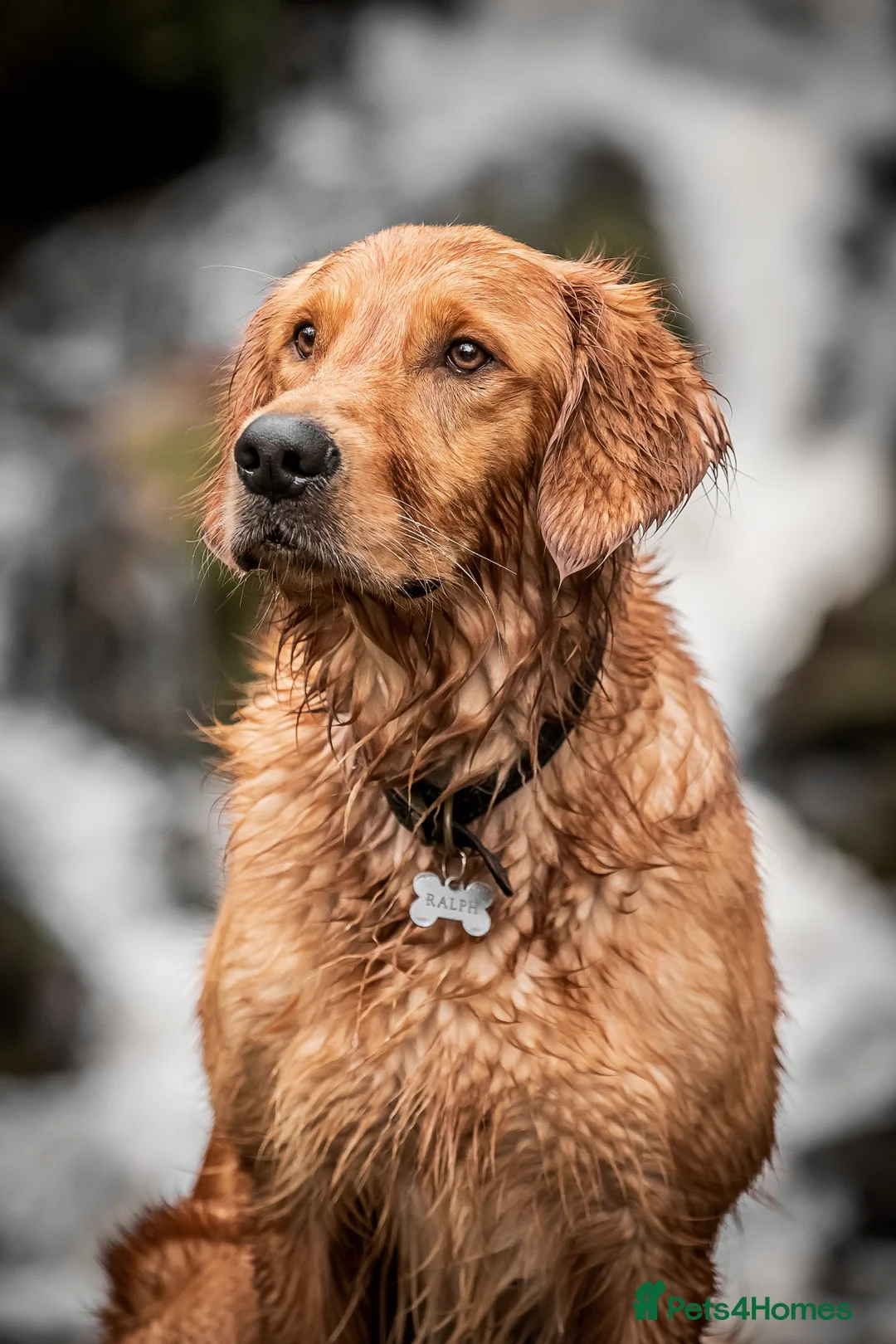 Golden Retriever dogs for stud: PROVEN & HEALTH TESTED Dark Red KC Retriever Stud - Advert 7