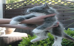Maine Coon cats for sale: Boy 2 - Rain  - TICA Pedigree Kittens - Imported Parents - Image 10