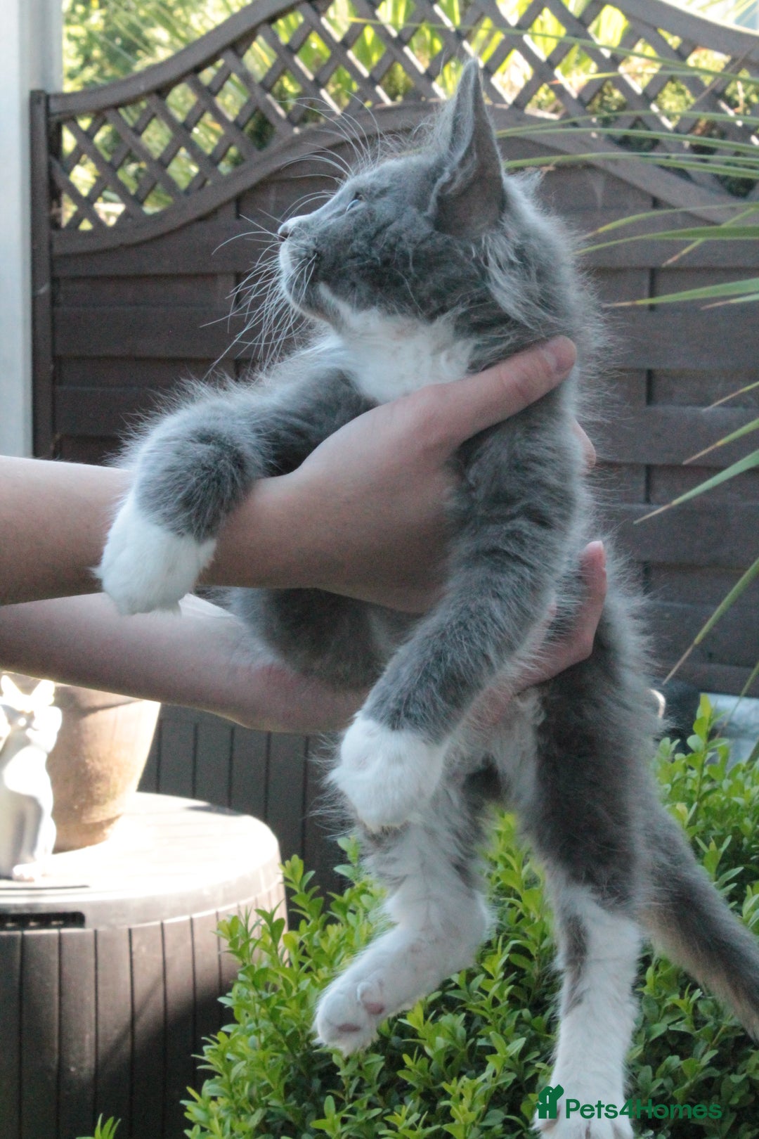 Maine Coon cats for sale: Boy 2 - Rain  - TICA Pedigree Kittens - Imported Parents - Image 10